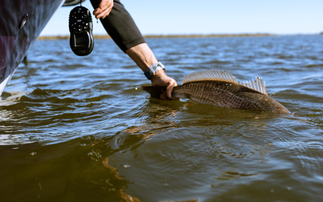 Cooperative Sport Fish Tag and Release Program