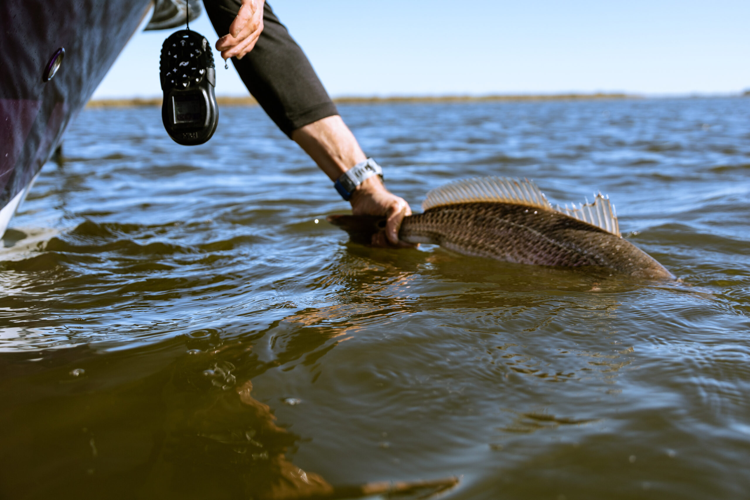 Red Fish Louisiana Fishing- Spot Tail